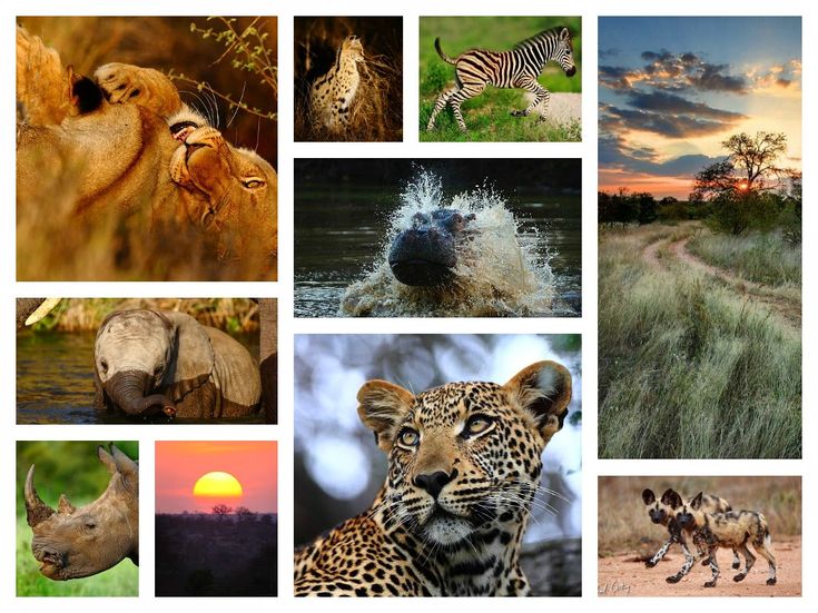 Best Wildlife National Parks in India to Visit